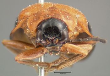 Media type: image; Entomology 19414   Aspect: head frontal view